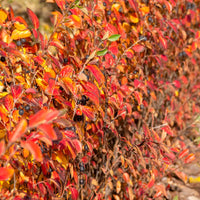 Cotoneaster lucidus - Glanzende dwergmispel - Heesters