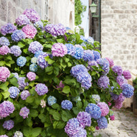 Hydrangea macrophylla - Boerenhortensia 'Tricolore' - Hortensia macrophylla