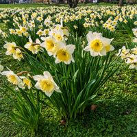 Narcissen 'Goblet' (x10) - Bakker