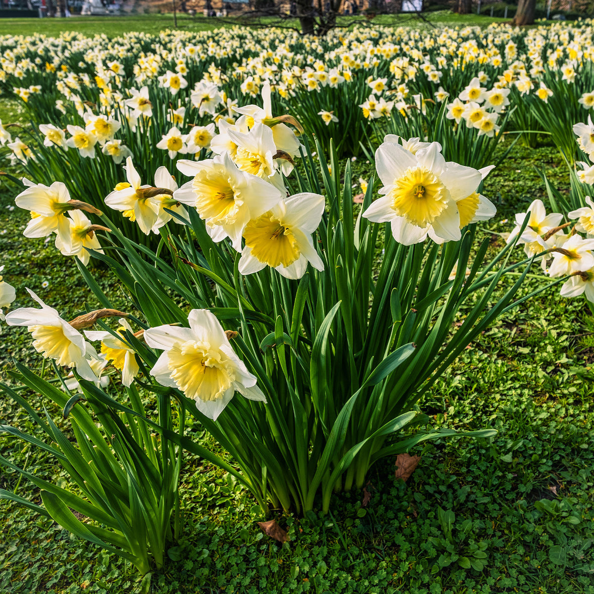 Narcissen 'Goblet' (x10) - Bakker