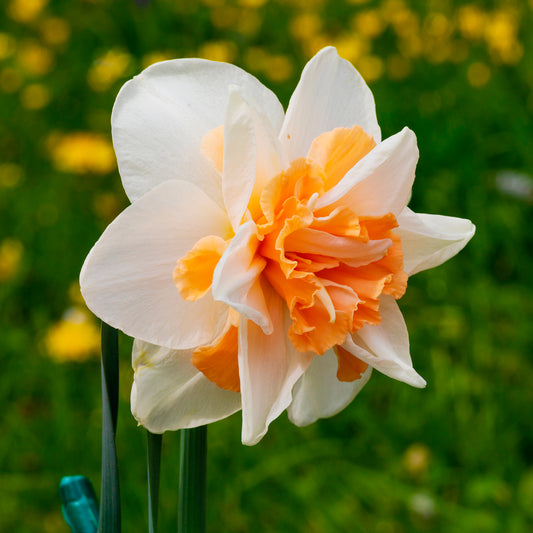 Dubbele Narcissen 'Delnashaugh' (x10)