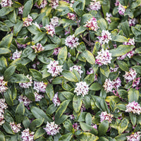 Peperboompje 'Perfume Princess' - Daphne x  odora x bholua perfume princess ® - Bakker