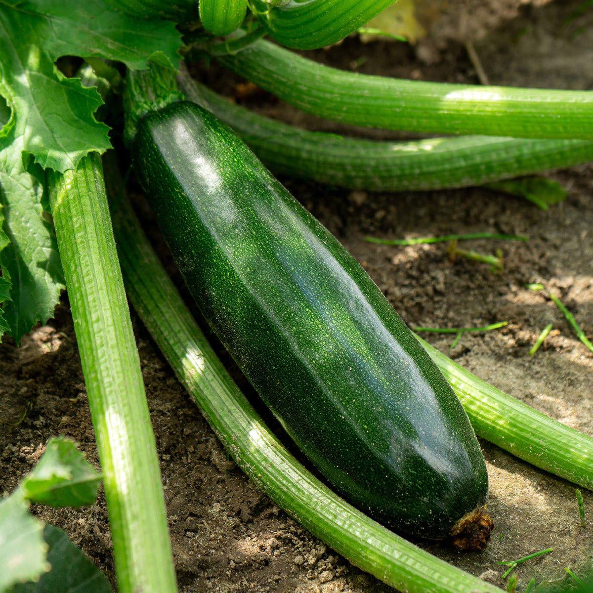 Cucurbita pepo Tarmino F1 - Courgette 'Tarmino F1' - Moestuinplanten
