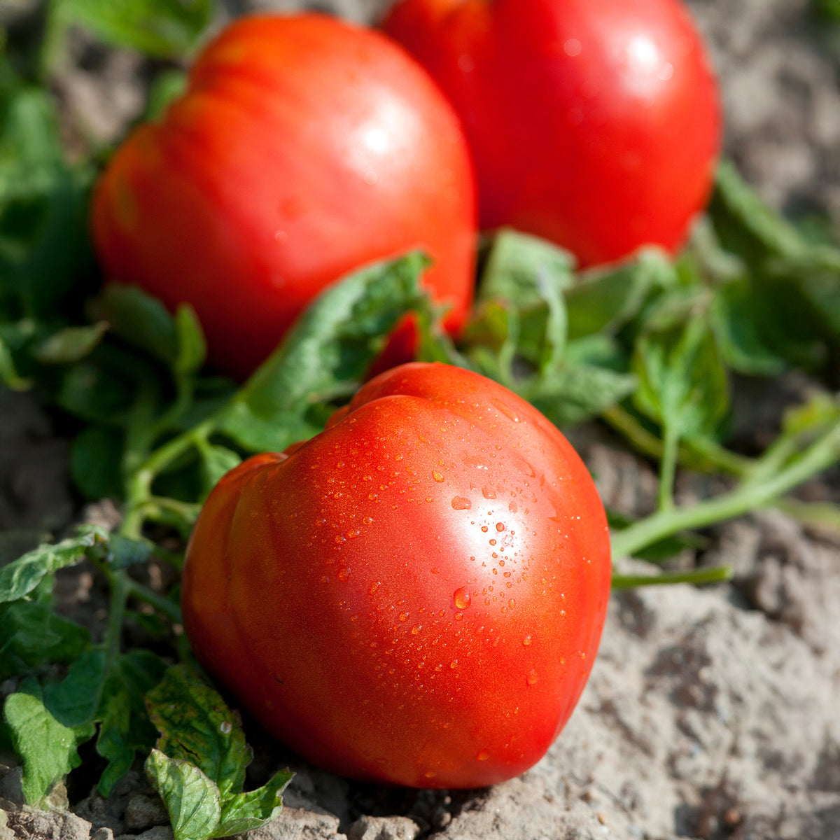 Solanum lycopersicum coeur de boeuf - Vleestomaat 'Coeur de Boeuf' - Moestuinplanten