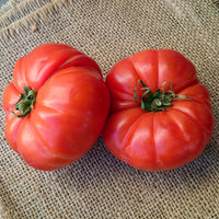 Tomaatplanten 'Marmande' - Solanum lycopersicum marmande - Bakker