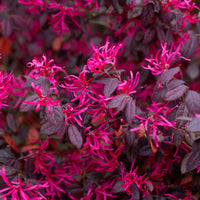 Verkoop Heksenstruik Black Pearl - Loropetalum chinense Black Pearl