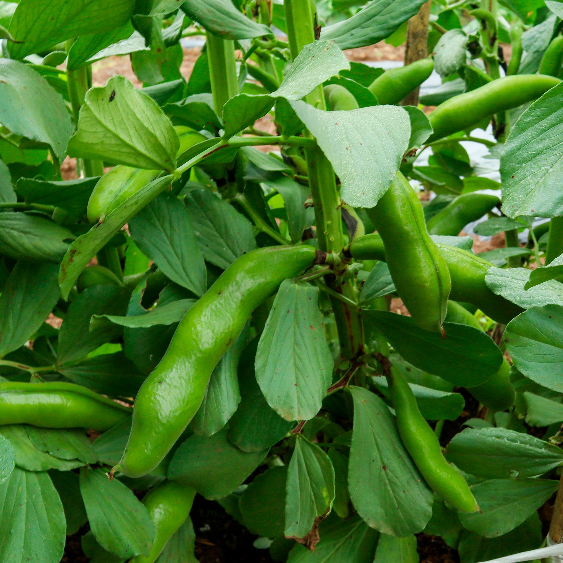 Tuinboon 'Witte Extra Vroeg' - Vicia faba blanche précoce - Bakker