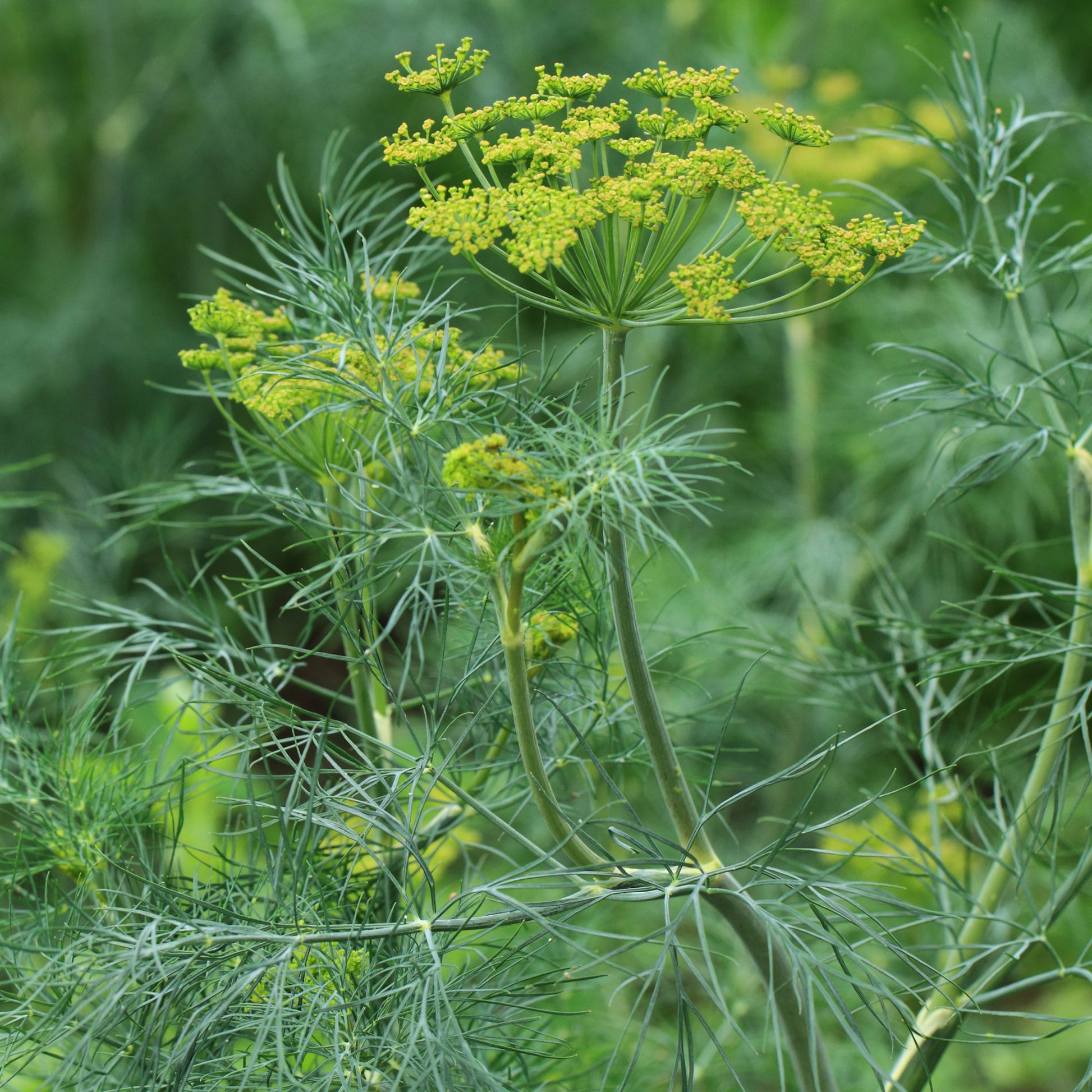 Kruidenzaden - Dille 'Bouquet' - Anethum graveolens bouquet