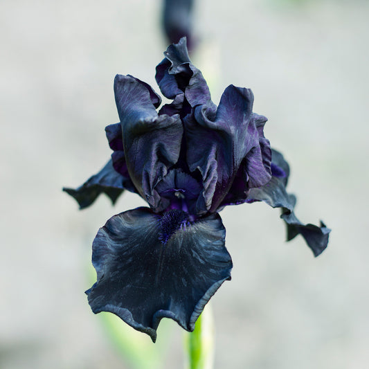 Baardiris 'Study in Black' (x2) - Bakker