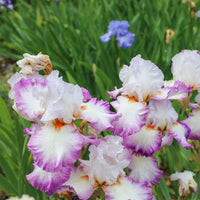 Iris 'Poésie' (x2) - Iris germanica poésie - Bakker