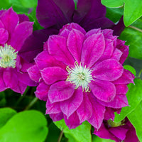 Bosrank Red star - Bakker