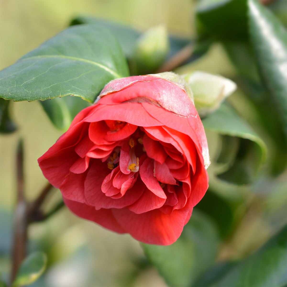 Camellia japonica Lady Campbell - Japanse roos - dubbelbloemig - rood - Camellia