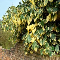 Klimop'Dentata Variegata' - Hedera colchica dentata variegata - Bakker