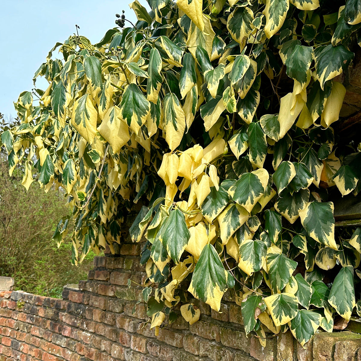 Klimop'Dentata Variegata' - Hedera colchica dentata variegata - Bakker