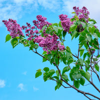 Verkoop Sering 'Sensation' - Syringa vulgaris sensation