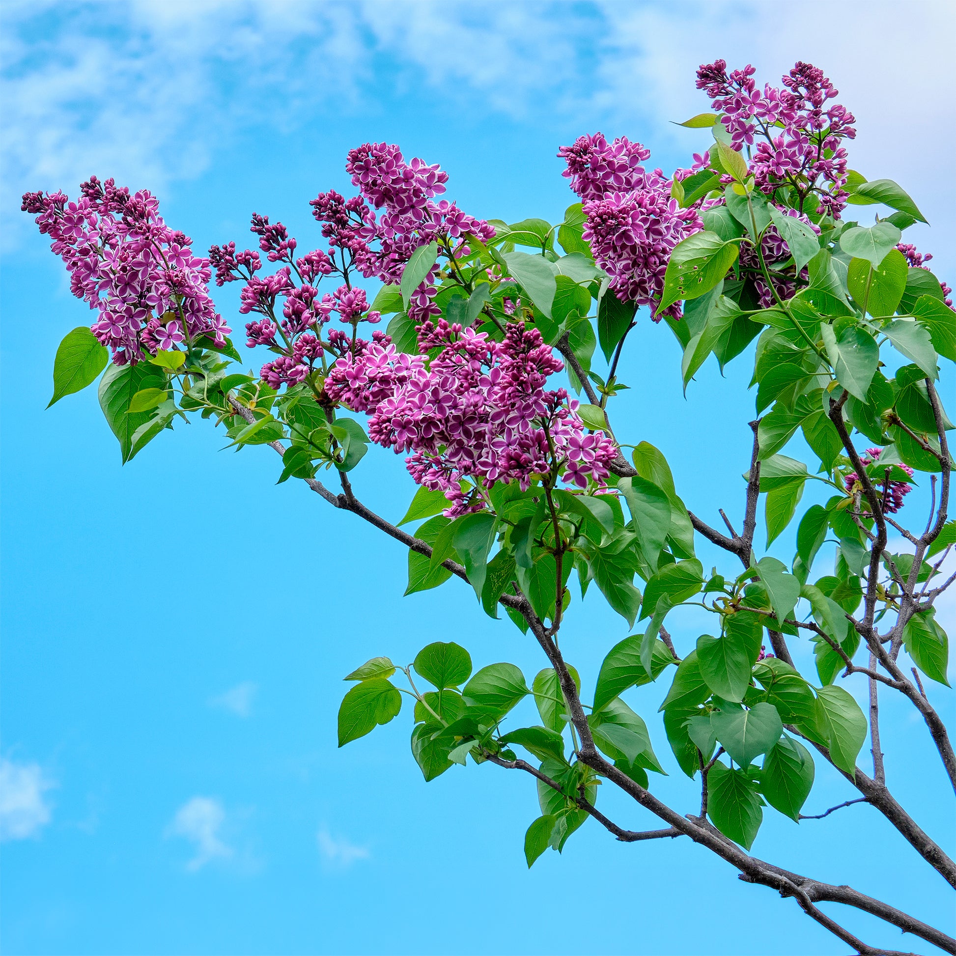 Syringa vulgaris sensation - Sering 'Sensation' - Sering