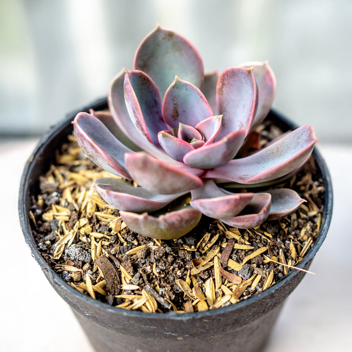 Echeveria Pearl van Neurenberg