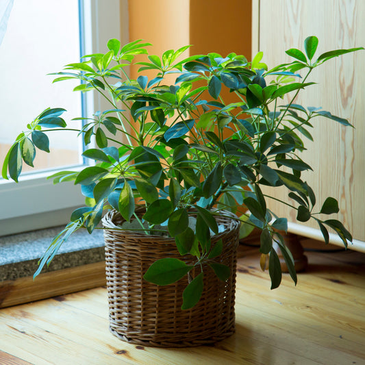 Vingerplant - Bakker