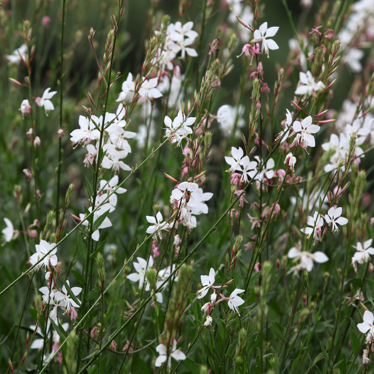 Gaura - Prachtkaars 'Whirling Butterflies' - Gaura lindheimeri Whirling Butterflies