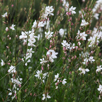 Paeonia itoh bartzella, delphinium bolero, gaura lindheimeri - Vaste planten Mix pastelkleuren - Bloeiende vaste planten