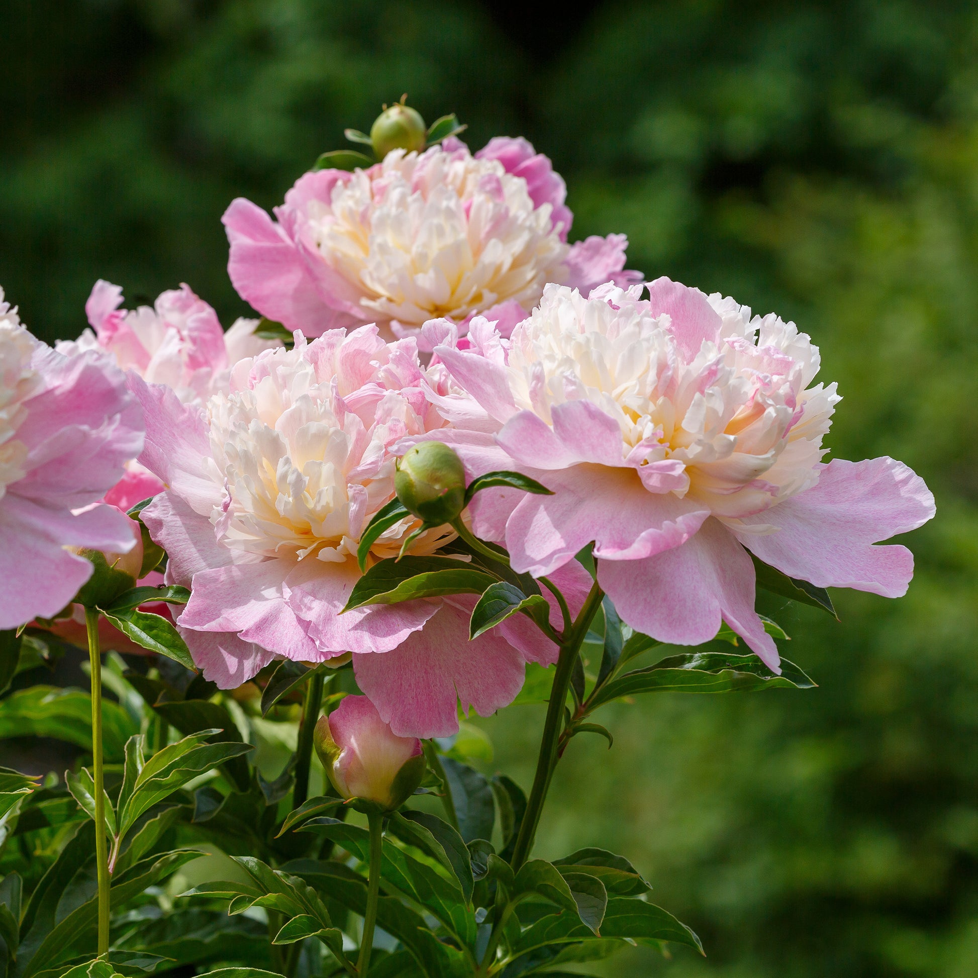 Pioenroos 'Sundae' - Paeonia lactiflora Raspberry Sundae - Bakker