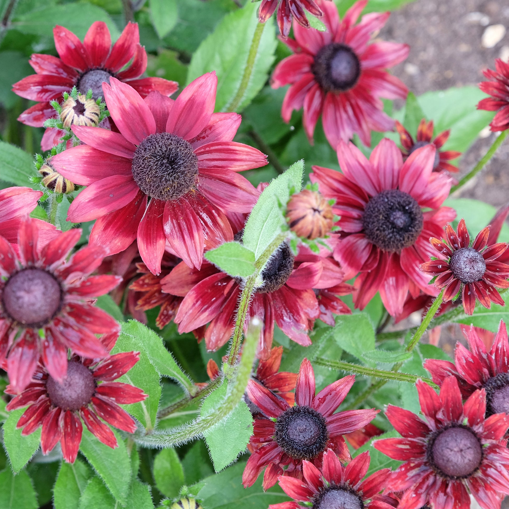 Zonnehoed 'Cherry Brandy' (x2) - Rudbeckias hirta cherry brandy - Bakker