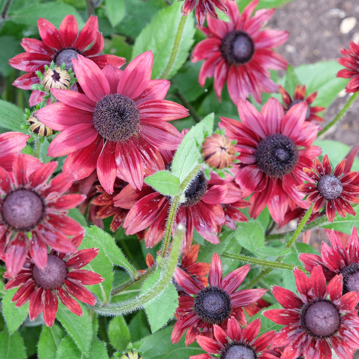 Zonnehoed 'Cherry Brandy' (x2) - Echinacea hirta cherry brandy - Bakker