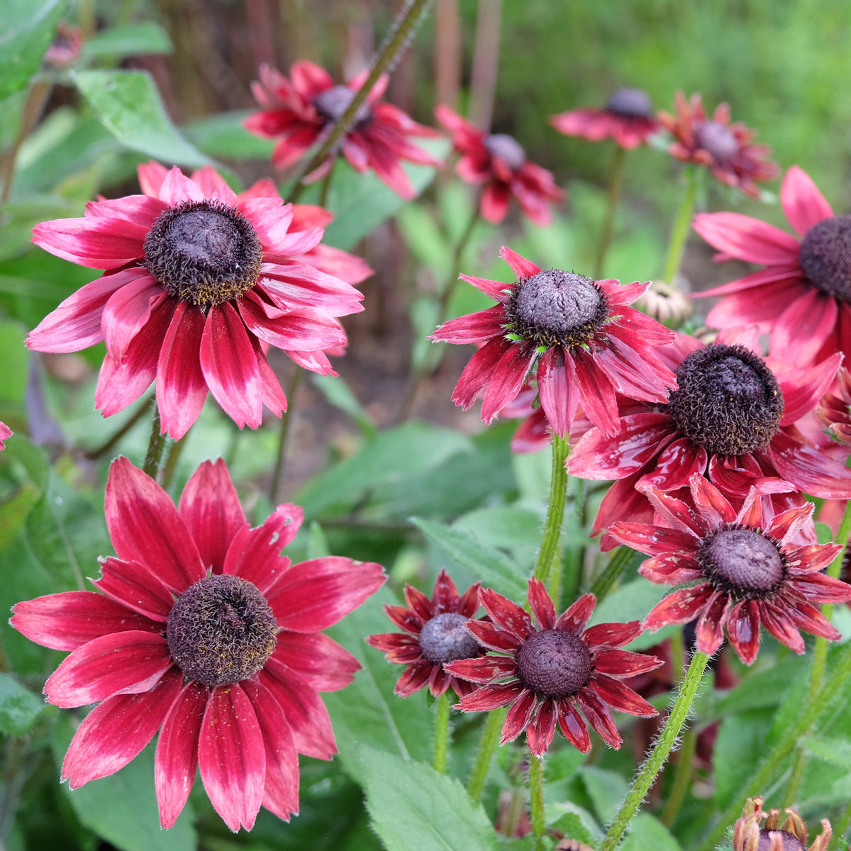 Zonnehoed 'Cherry Brandy' (x2) - Bakker