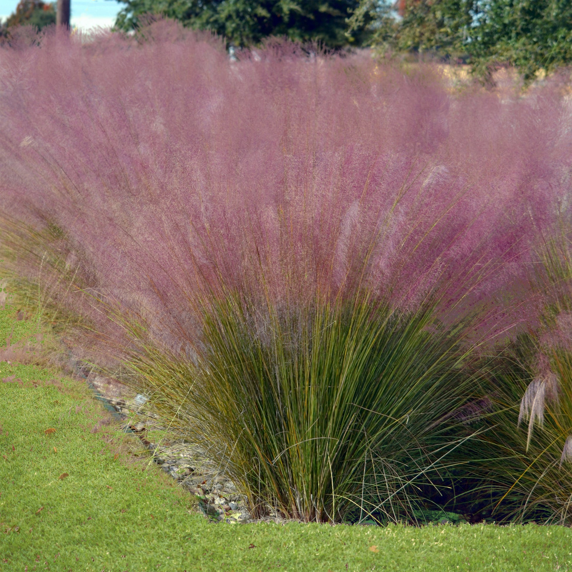 Moderne collectie vaste planten voor buiten (x6) - Stipa tenuissima, Muhlenbergia capillaris, Lavandula angustifolia