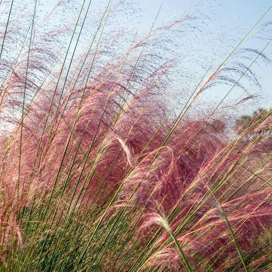 Muhlenbergia - roze (x2) - Bakker