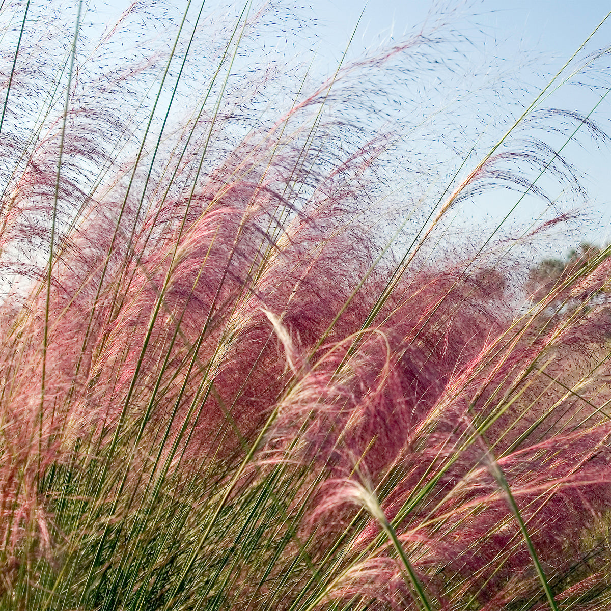 Muhlenbergia - roze (x2) - Bakker