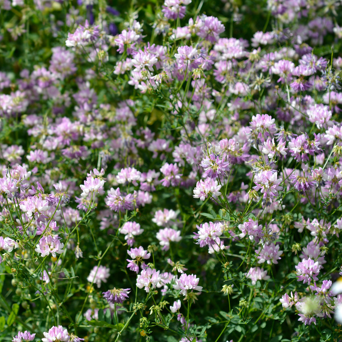 Coronilla varia - Bont kroonkruid (x2) - Vaste planten