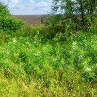Vaste planten - Bont kroonkruid (x2) - Coronilla varia