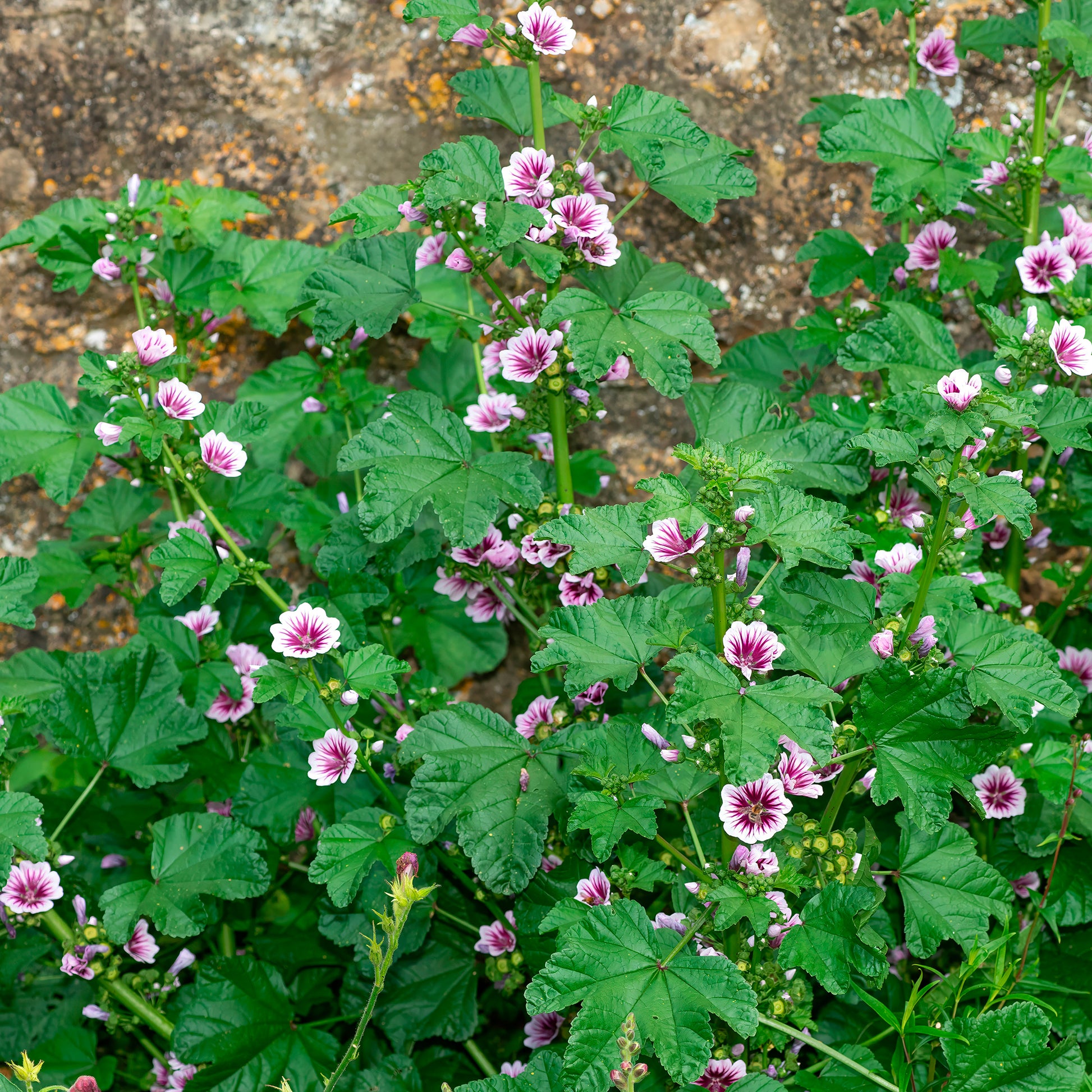 Malva sylvestris zebrina - Groot kaasjeskruid 'Zebrina' (x2) - Malve