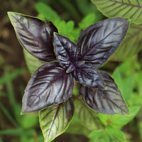 Basilicum - Rode basilicum - Ocimum basilicum purpurascens
