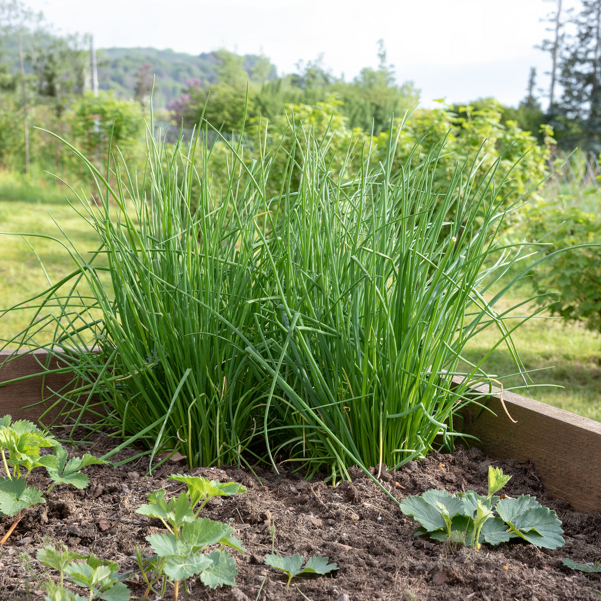 Bieslook - Allium schoenoprasum - Bakker
