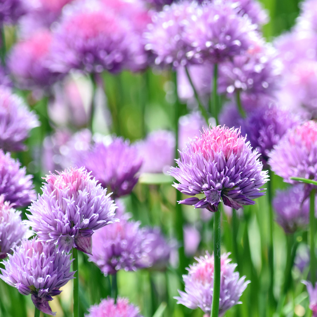 Kruidenplanten - Bieslook - Allium schoenoprasum