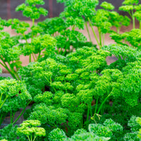 Krulpeterselie - Petroselinum crispum - Bakker