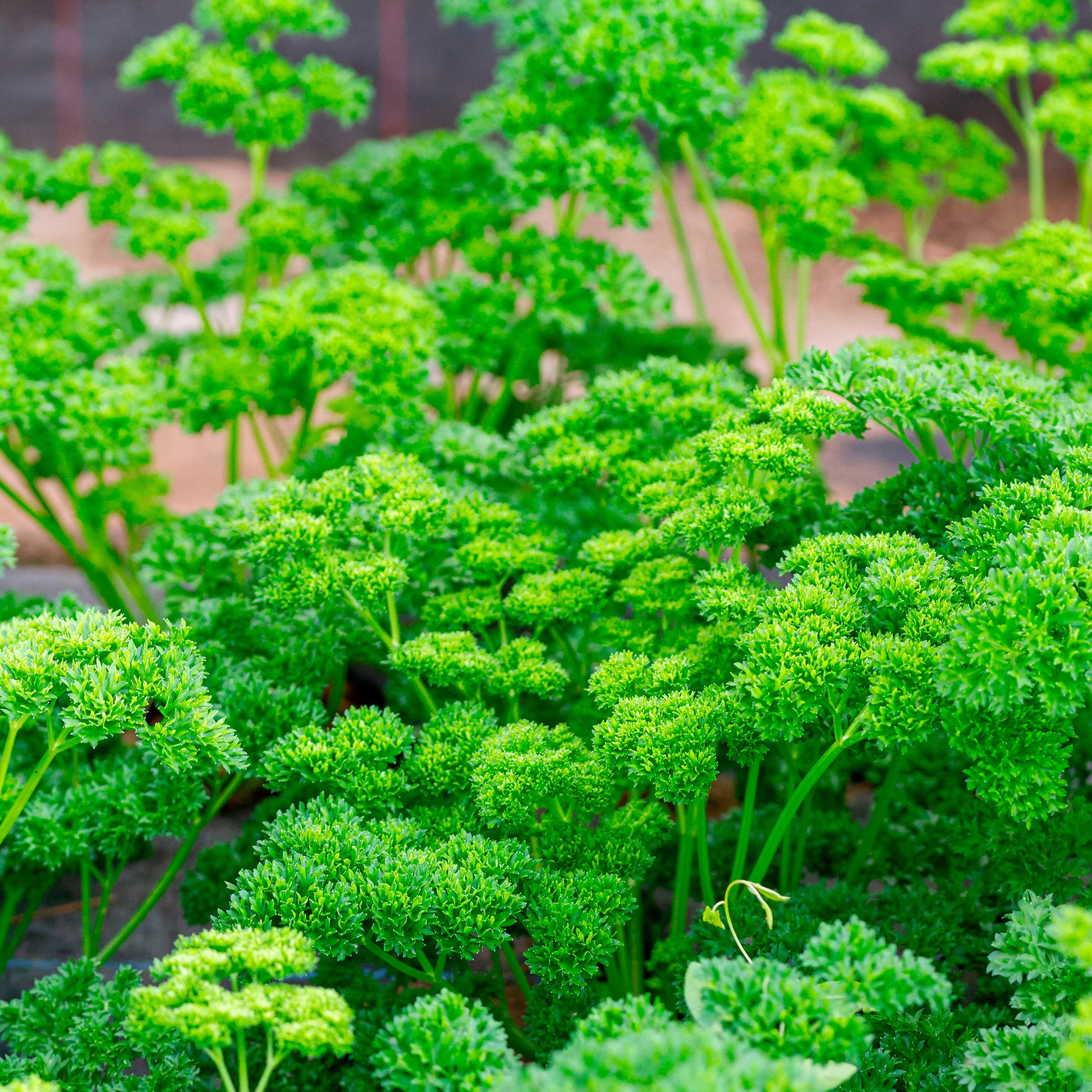 Krulpeterselie - Petroselinum crispum - Bakker