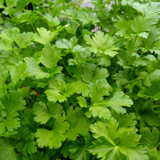 Gewone peterselie - Bakker