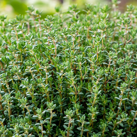 Echte tijm - Bakker