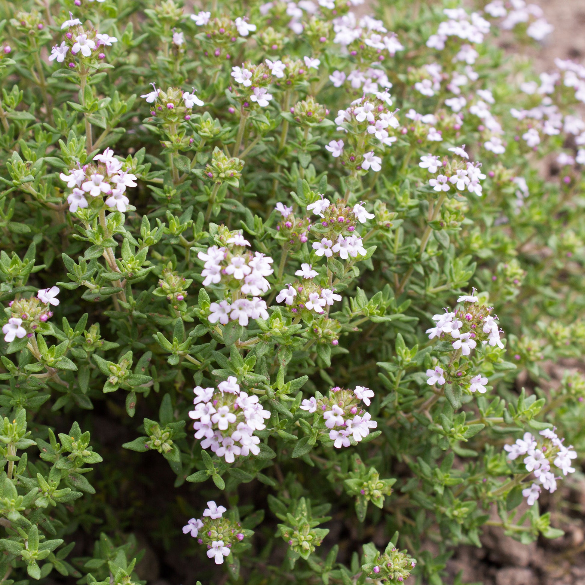 Echte tijm - Thymus vulgaris - Bakker
