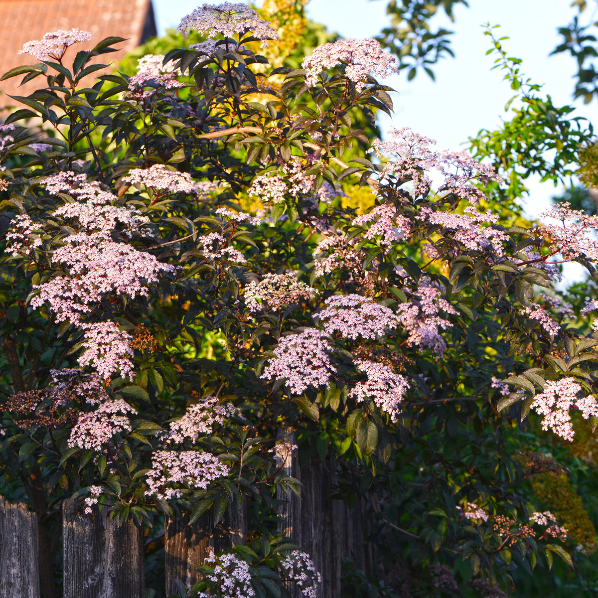 Vlier 'Thundercloud' - Sambucus nigra Thundercloud - Bakker