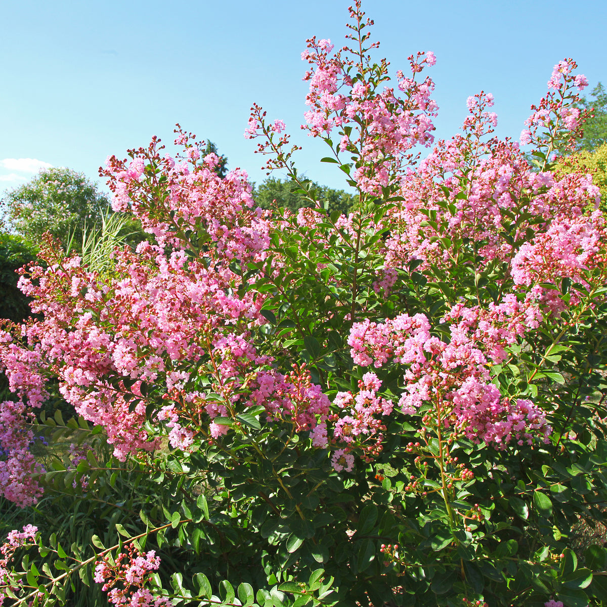 Indische sering - 'Petit Pink'