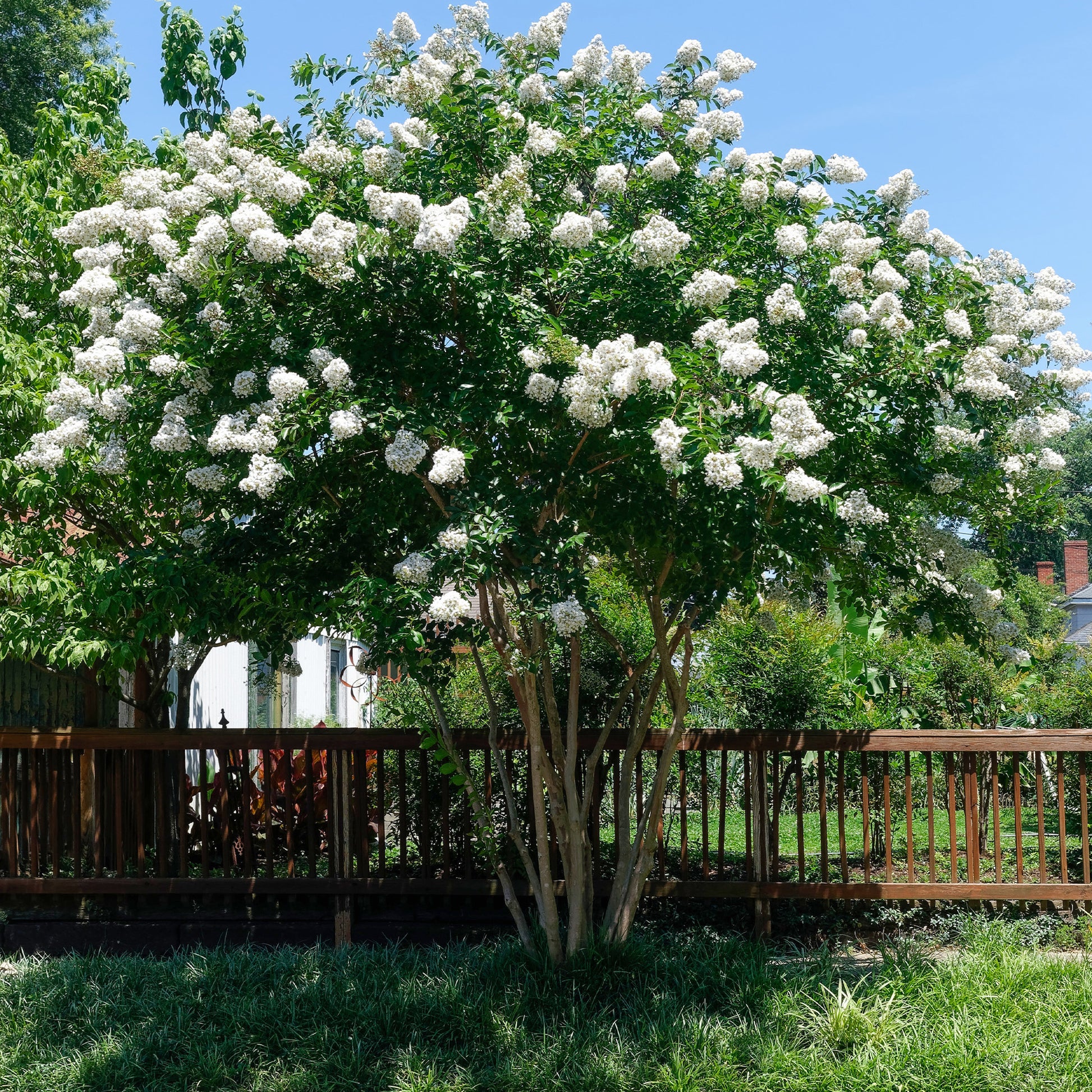 Indische sering - Indische sering - wit - Lagerstroemia indica Neige d'Été
