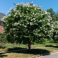 Indische sering - Collectie Indische seringen: rood, paars, wit (x3) - Lagerstroemia indica