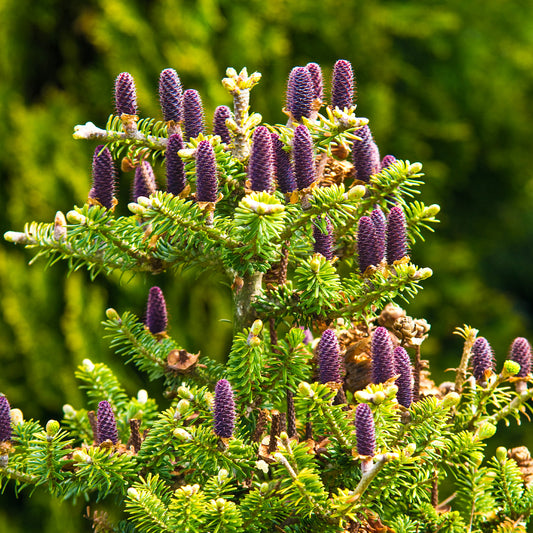 Koreaanse spar - Bakker