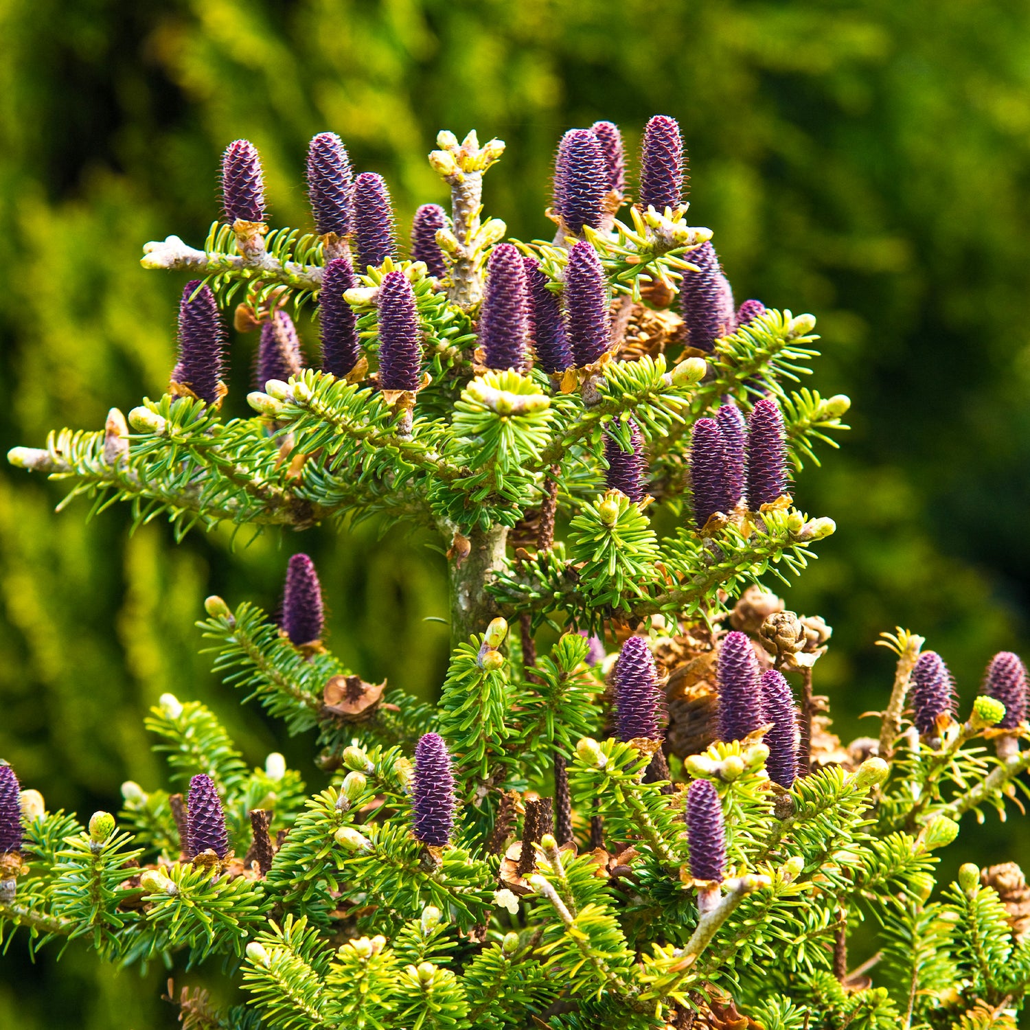 Abies - Zilverspar