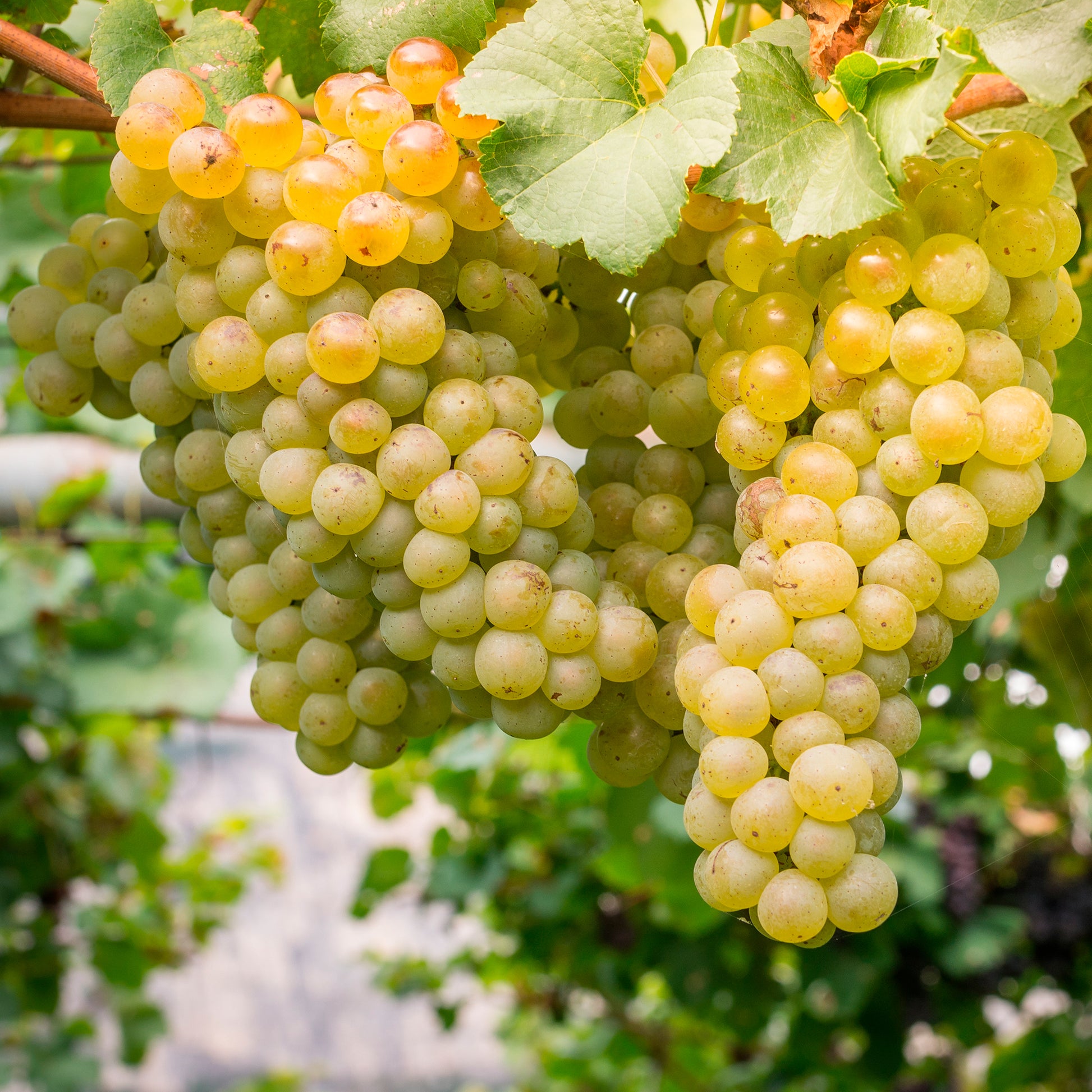 Verkoop Druif 'Chardonnay' - Vitis vinifera chardonnay