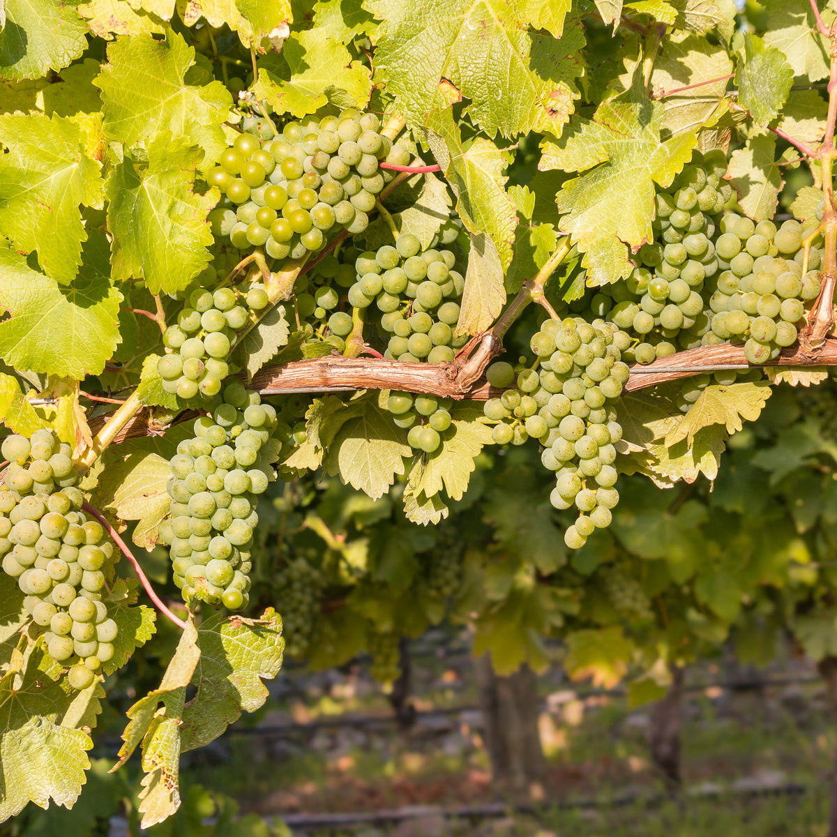 Druif 'Chardonnay' - Bakker